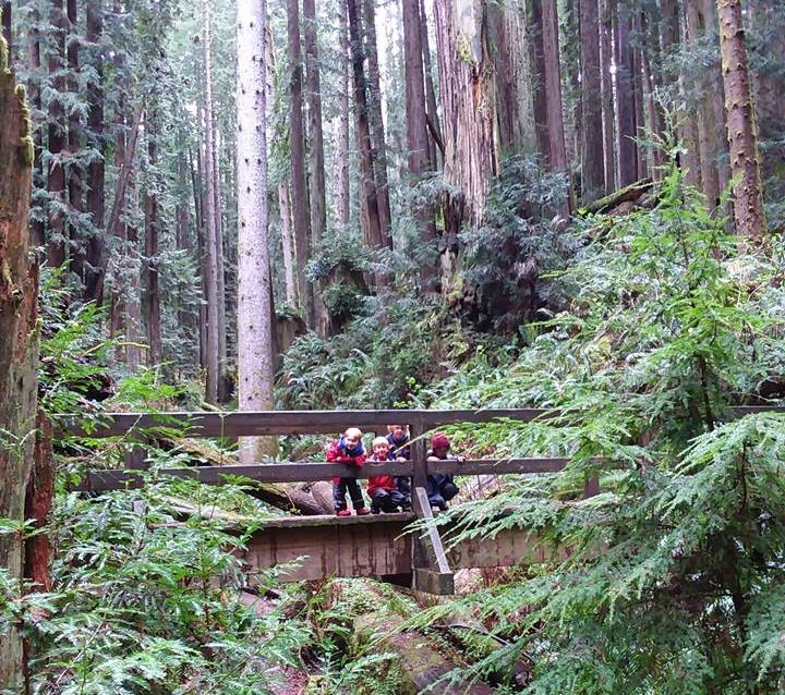 ~A Day in the Forest ~