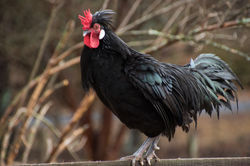 One of our Roosters