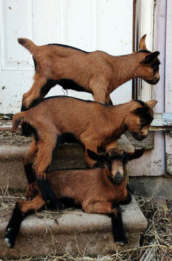 Kid Pyramid