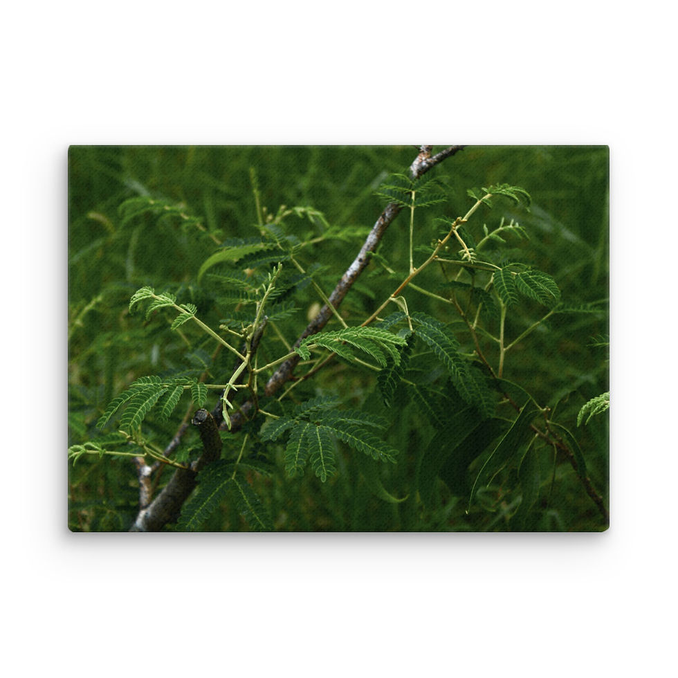 Thumbnail: Koa Keiki of the forest Thin canvas