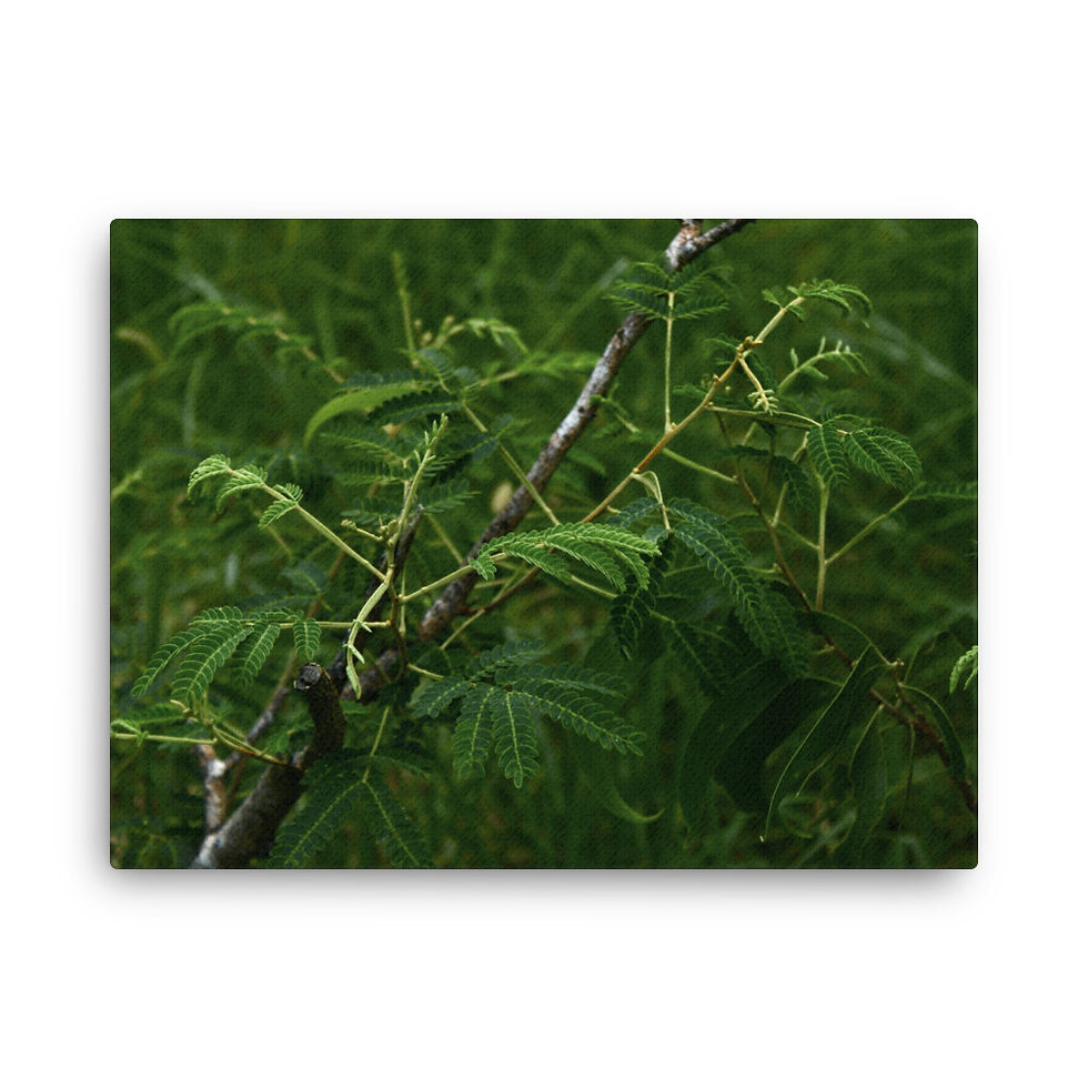 Thumbnail: Koa Keiki of the forest Thin canvas