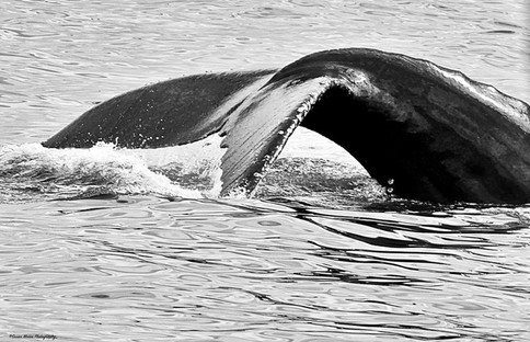 gallery7- _whale tail_.jpeg