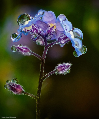 Gallery1 - _Dew_.jpeg