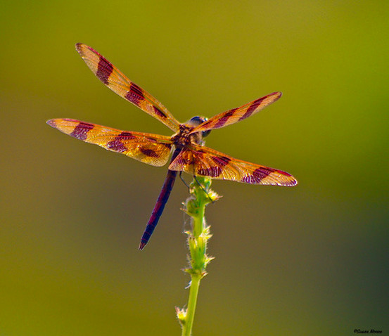 Gallery2 - _The Dragonfly, Jimi Hendrix_