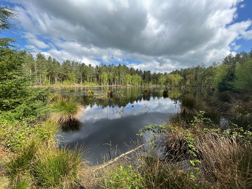 Delamere Forest