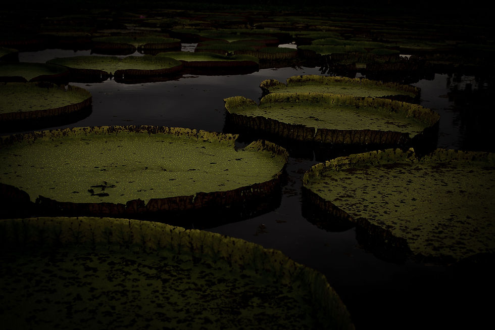 Pelas Águas Amazônicas
