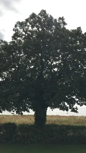 Who Can Use Gim Eami Website