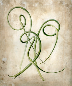 Porcelain Garlic Scapes