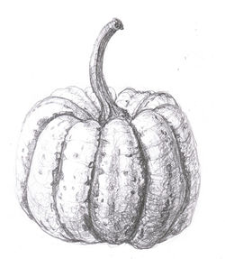 Carnival Squash Sketch