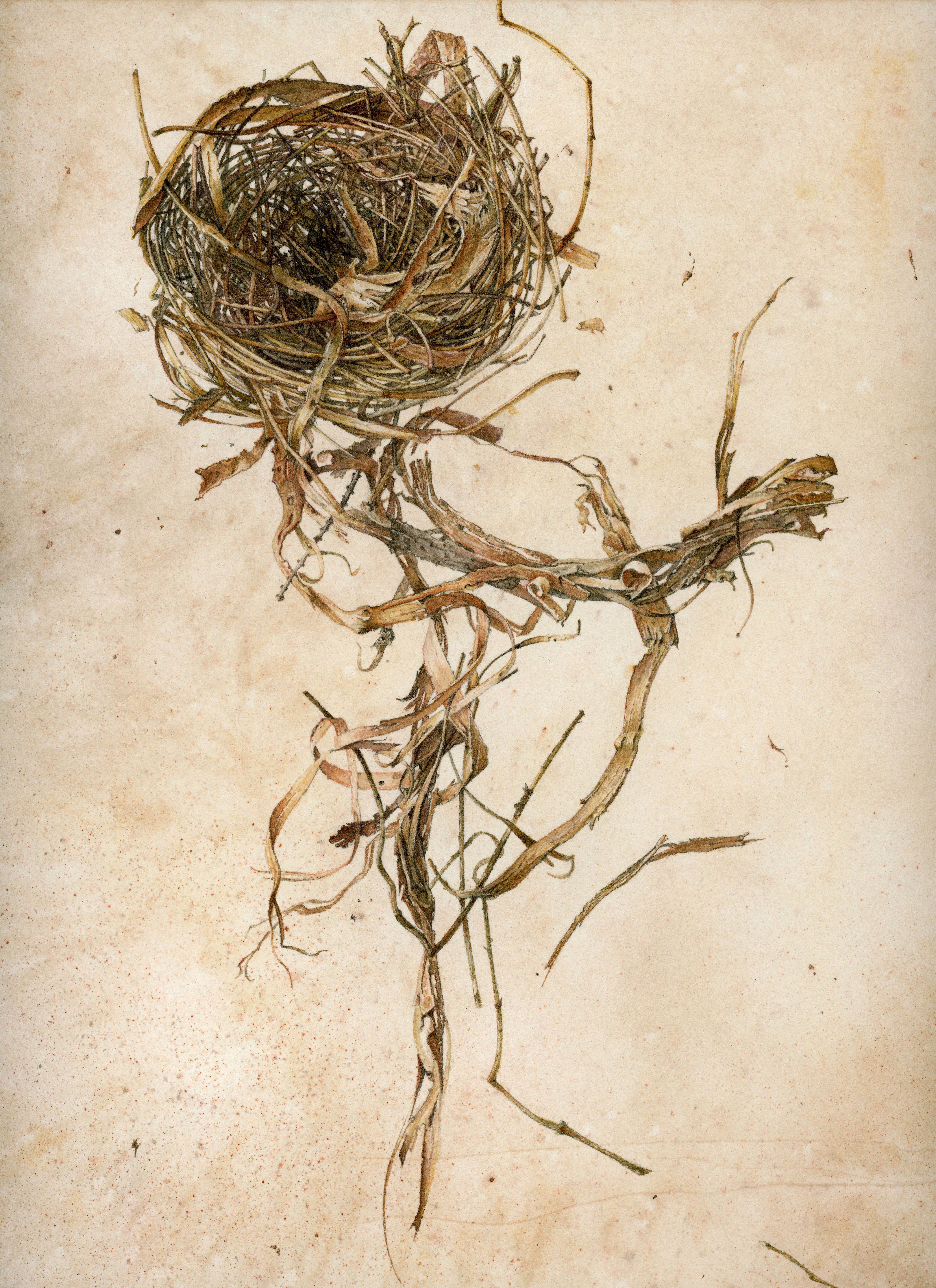 Nest: Gravity