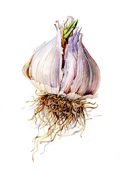 Garlic