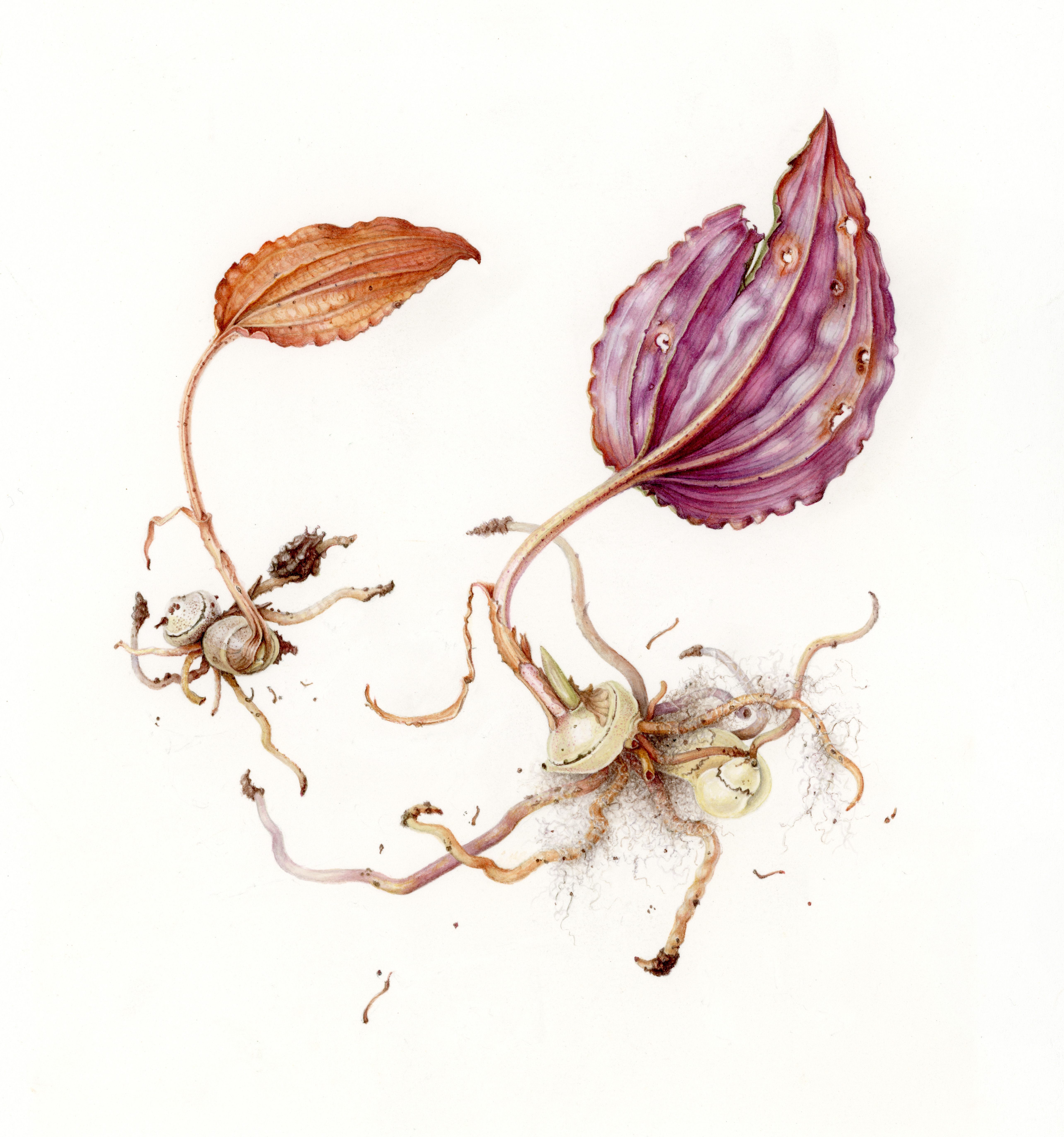 Fading Cranefly Orchids' Last Dance