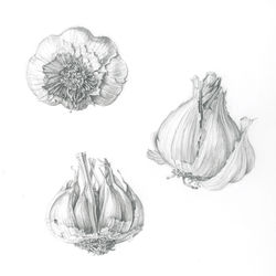 Garlic studies