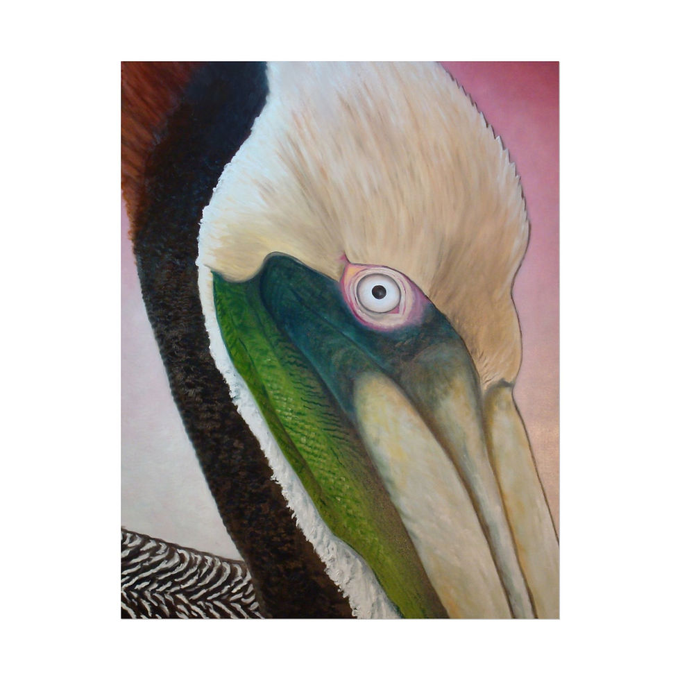 Thumbnail: Pelican Peeking Rolled Poster