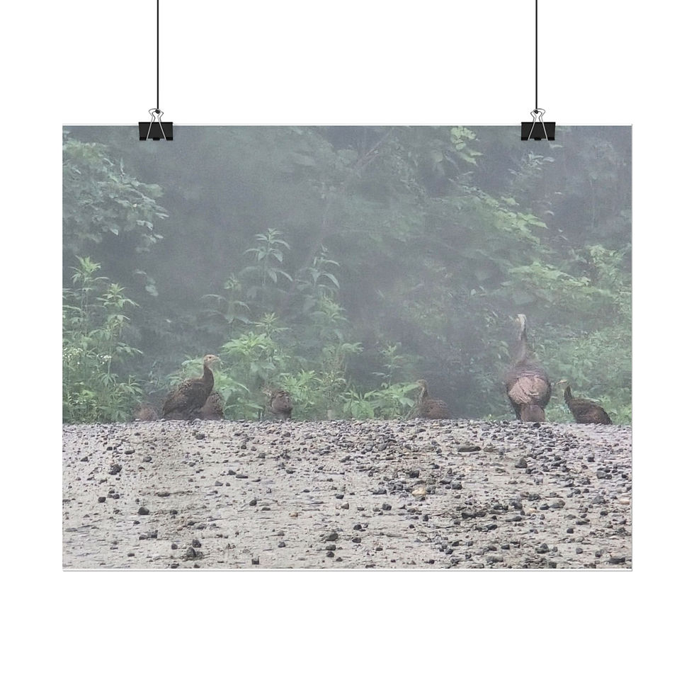 Thumbnail: Turkey Crossing - Rolled Poster