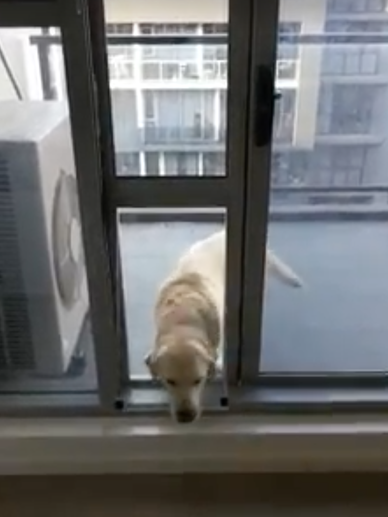 Patio Pet Door Inserts for Sliding Doors, Fully Lockable,Fast Delivery