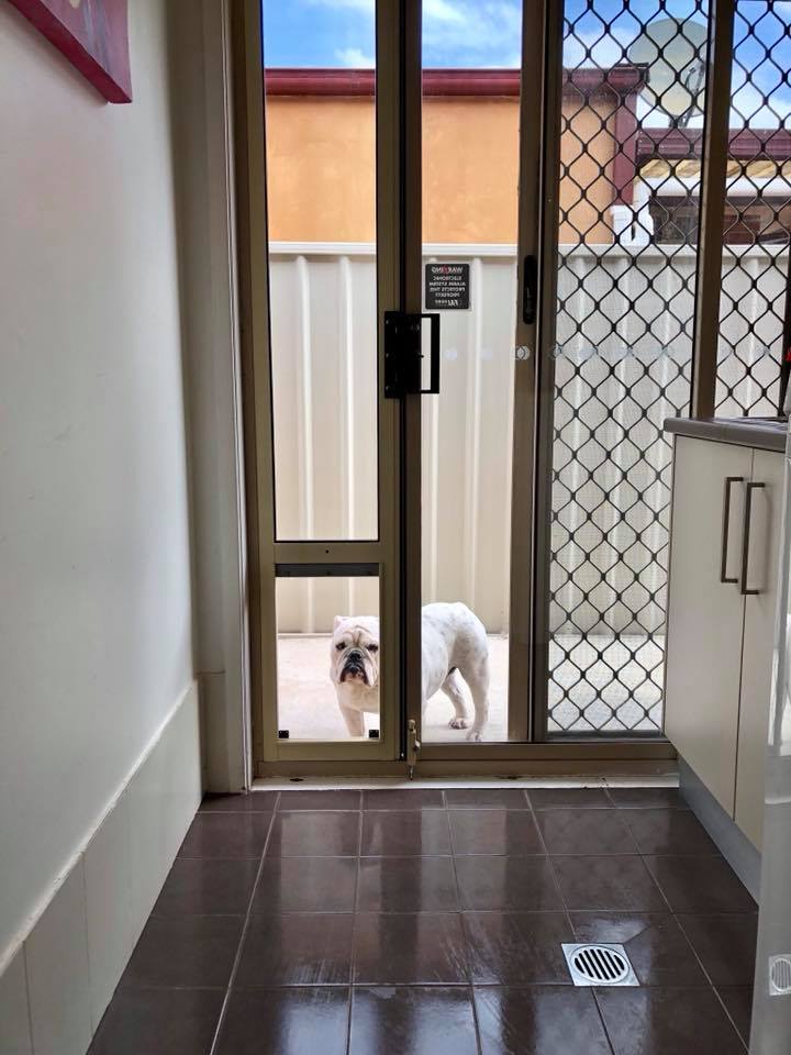 Patio Pet Door Inserts for Sliding Doors, Fully Lockable,Fast Delivery