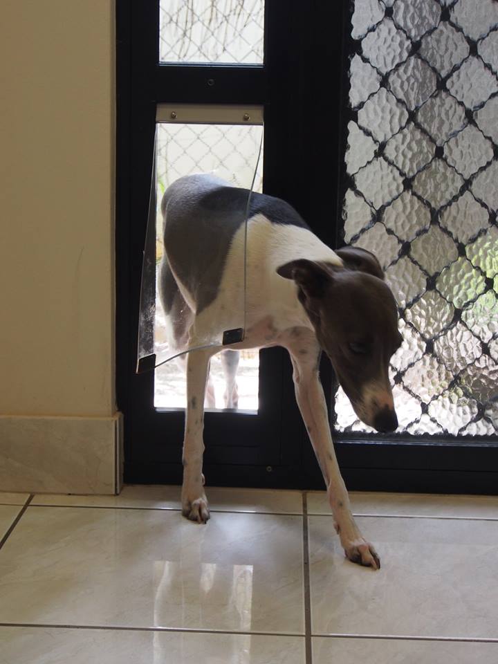 Patio Pet Door Inserts for Sliding Doors, Fully Lockable,Fast Delivery