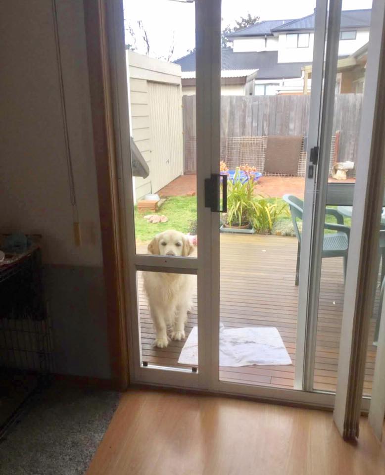 Patio Pet Door Inserts for Sliding Doors, Fully Lockable,Fast Delivery