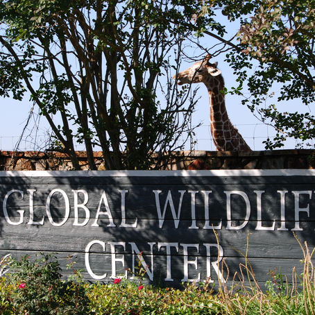Global Wildlife- A Hidden Louisiana Safari Adventure