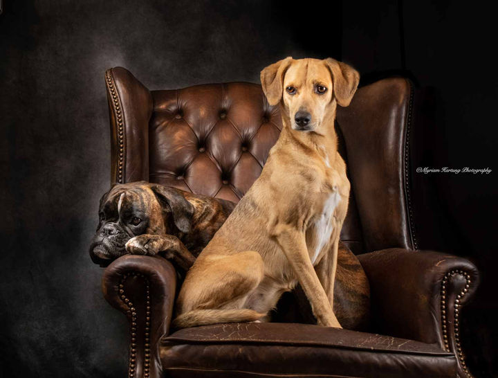 Tierfotografie NRW Hundefotografie Boxerfotos
Myriam Hartung Photography
Hunde im Sessel
Hundefreundschaft witzige Hundefotos
Hundeliebe
Hundeportrai Boxer
Low Key Fotografie Hundefotos
professionelles Hundeshooting
Low Key Fotografie
Rhodesian Ridgeback
