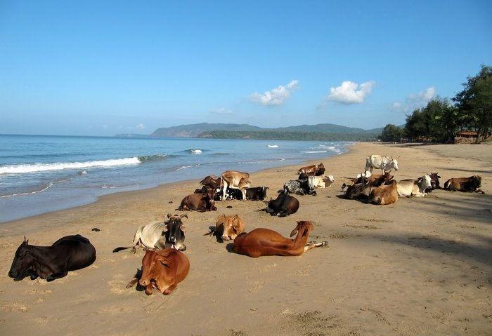 playa Agonda