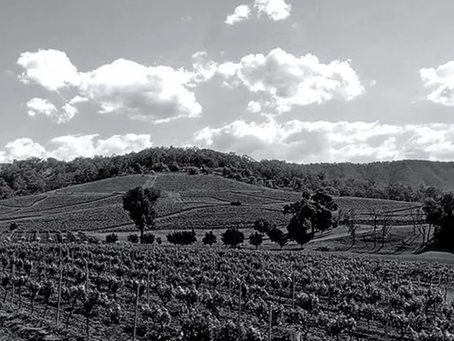 History of Wine