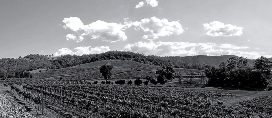 History of Wine