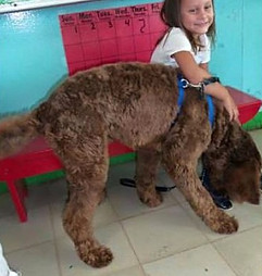Standard labradoodle