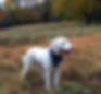 Labradoodle