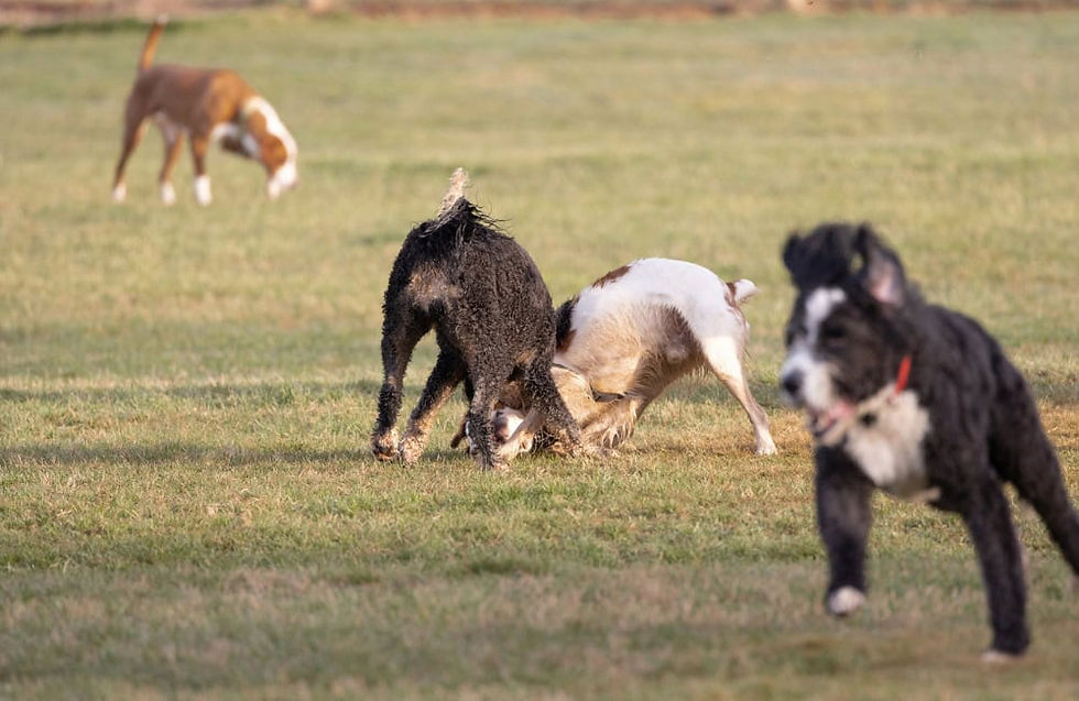 Dogs playing together in a secure outdoor field at a dog daycare in Surrey.