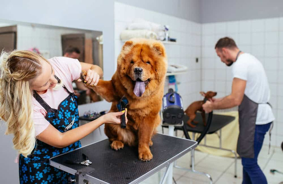 Dog groomer trimming a Chow Chow in a professional grooming salon in Surrey.