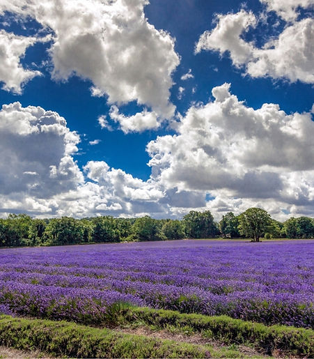 A lavender field in Banstead, a popular town for removals in Surrey.