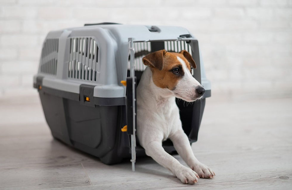 Small Jack Russell Terrier lying in an airline-approved pet travel crate at home