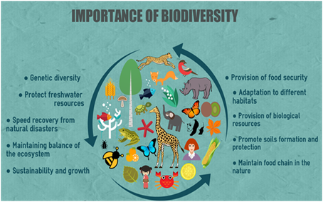 Biodiversity - nature's insurance policy
