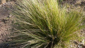 EARTHCHAT: What weed is that?