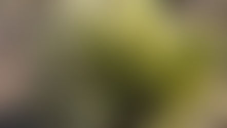 EARTHCHAT: What weed is that?