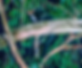 BEAM Greater Glider Surveys - image for April VFA Newsletter 6.4.25 screenshot.png