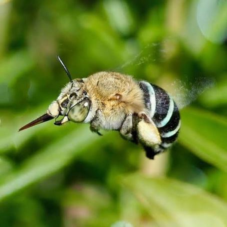 Bees and other pollinators