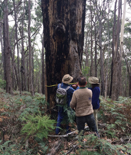 BEAM’s Save the Tallarook Forest campaign: an ancient old growth forest
