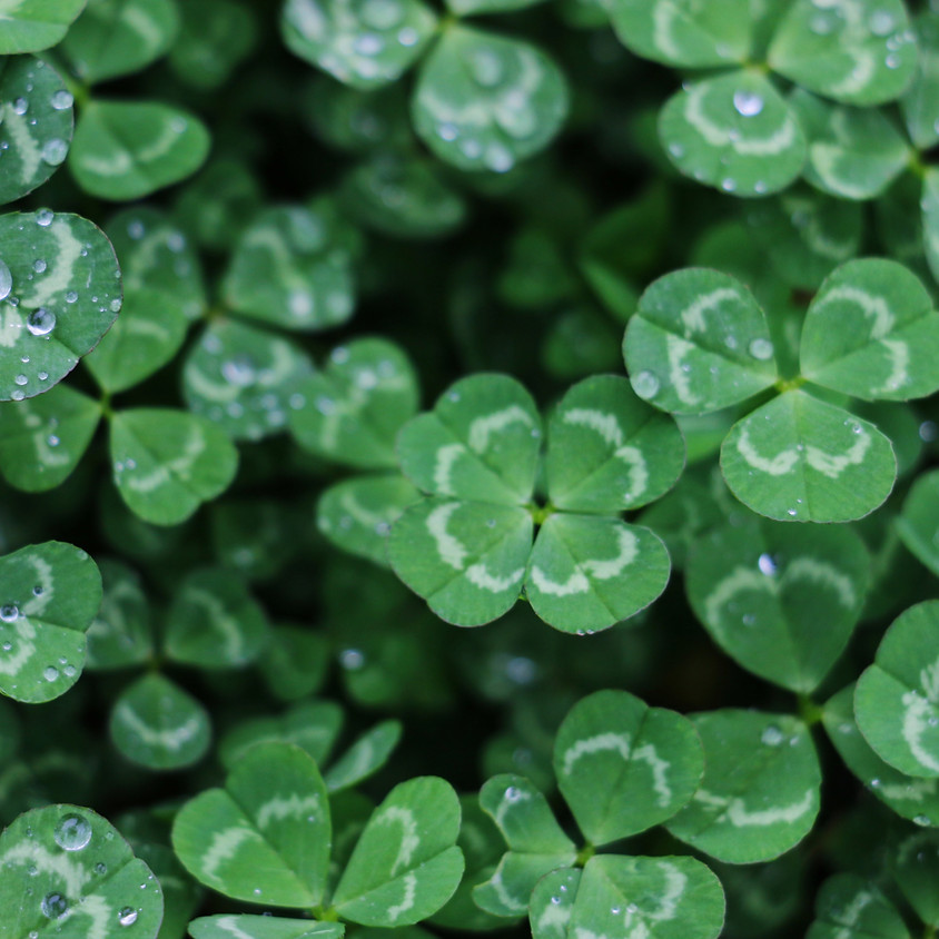St. Patrick's Day Cookie Decorating Class