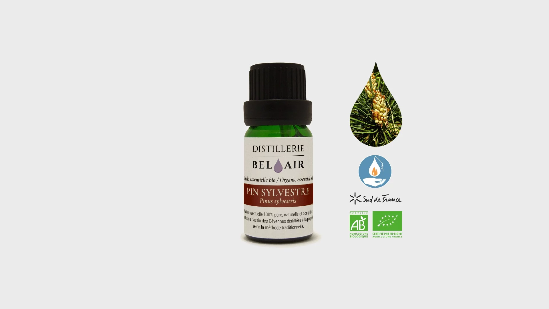 Pin Sylvestre