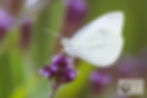 Little Creatures-Open 1st-Lotje McDonald-Cabbage White