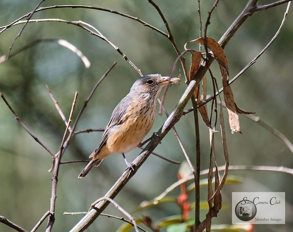 Wildlife-Open HC-Ross Stothers-Mrs Rufou