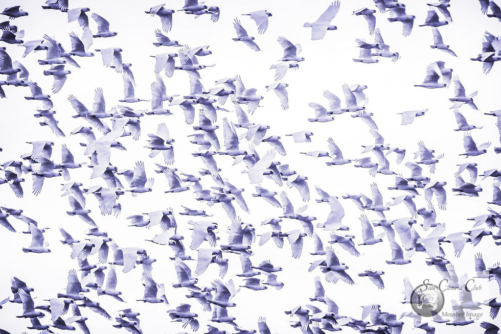 Flight Soar Drift-Open HC-Lotje McDonald