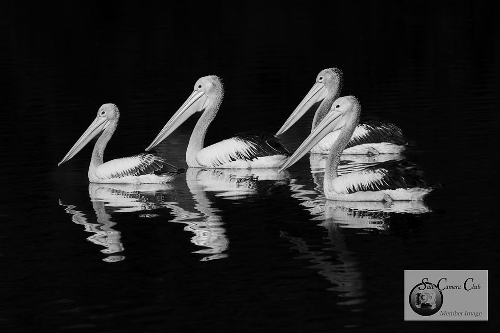 Monochrome-Open 3rd-Lily Bernau-morning swim