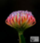 Flowers-Open 2nd-John Gwyther-Sugarbush
