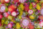 Flowers-Open 1st-Lotje McDonald-Oz Wildflowers Market Posies are Ready