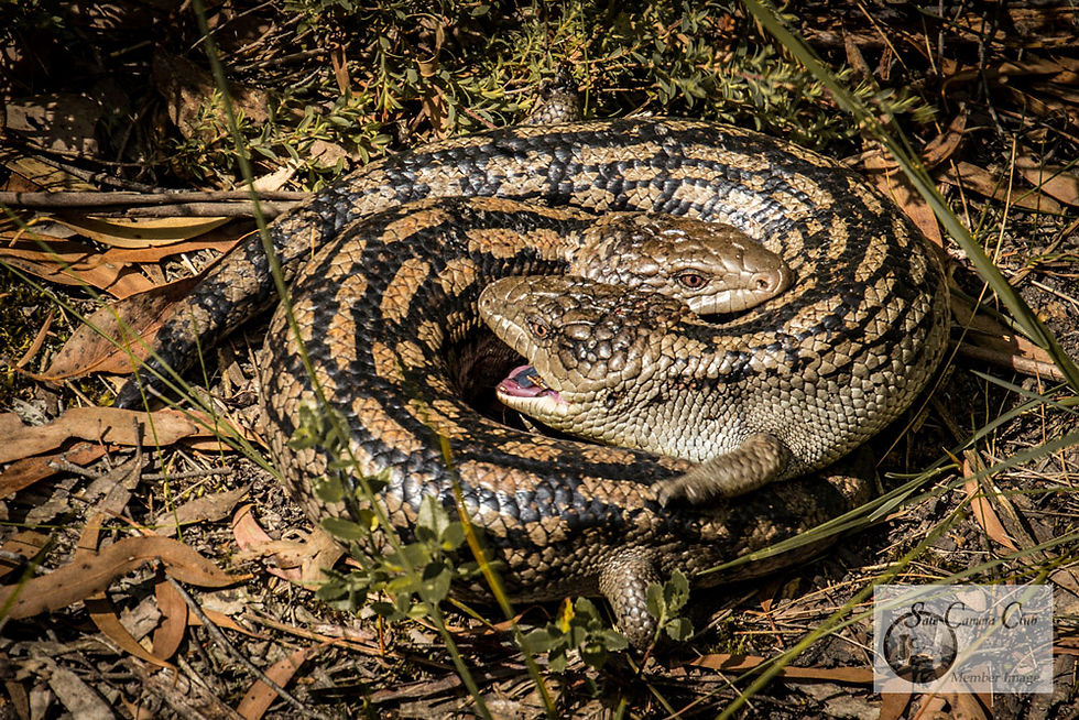Wildlife-Open 3rd-John Gwyther-Two play 