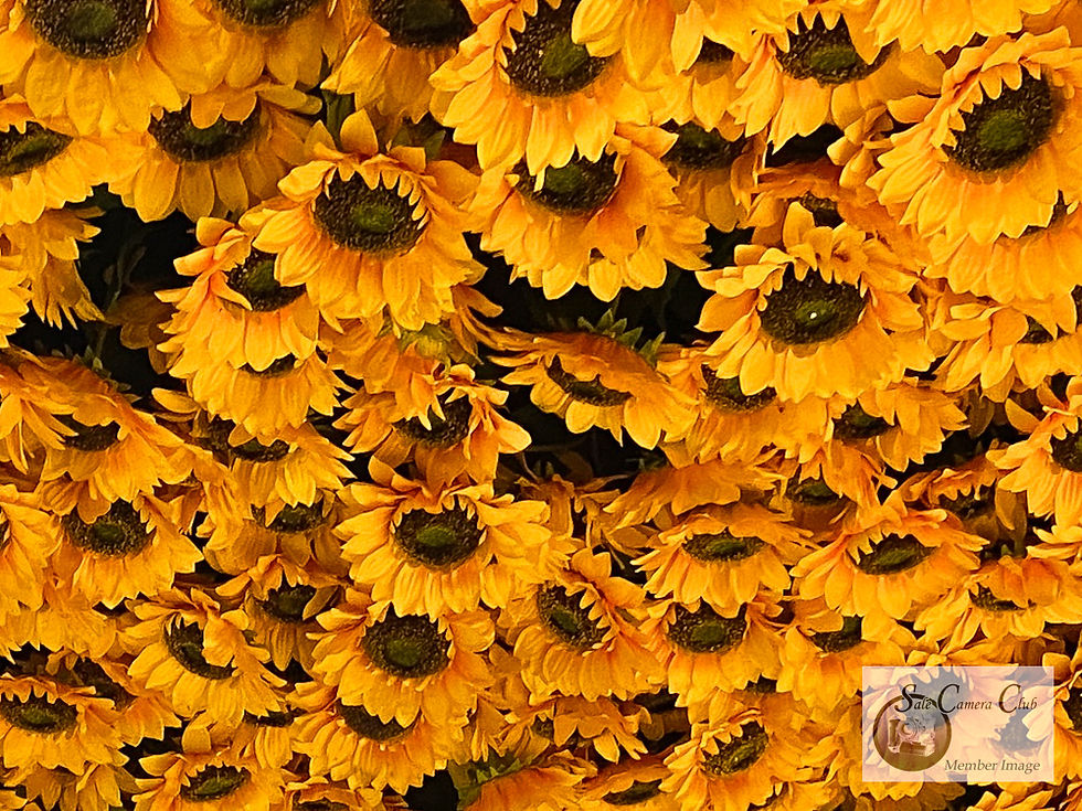 Colour me yellow-Novice 3rd-Tracey Mitchell-Gogh’s sunflower